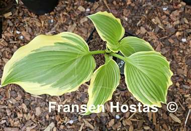 Hosta Dancing Hero